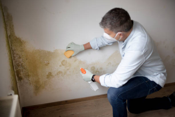 Best Environmental Consulting for Mold Prevention  in Marquette Heights, IL