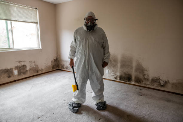 Professional Mold Removal in Marquette Heights, IL